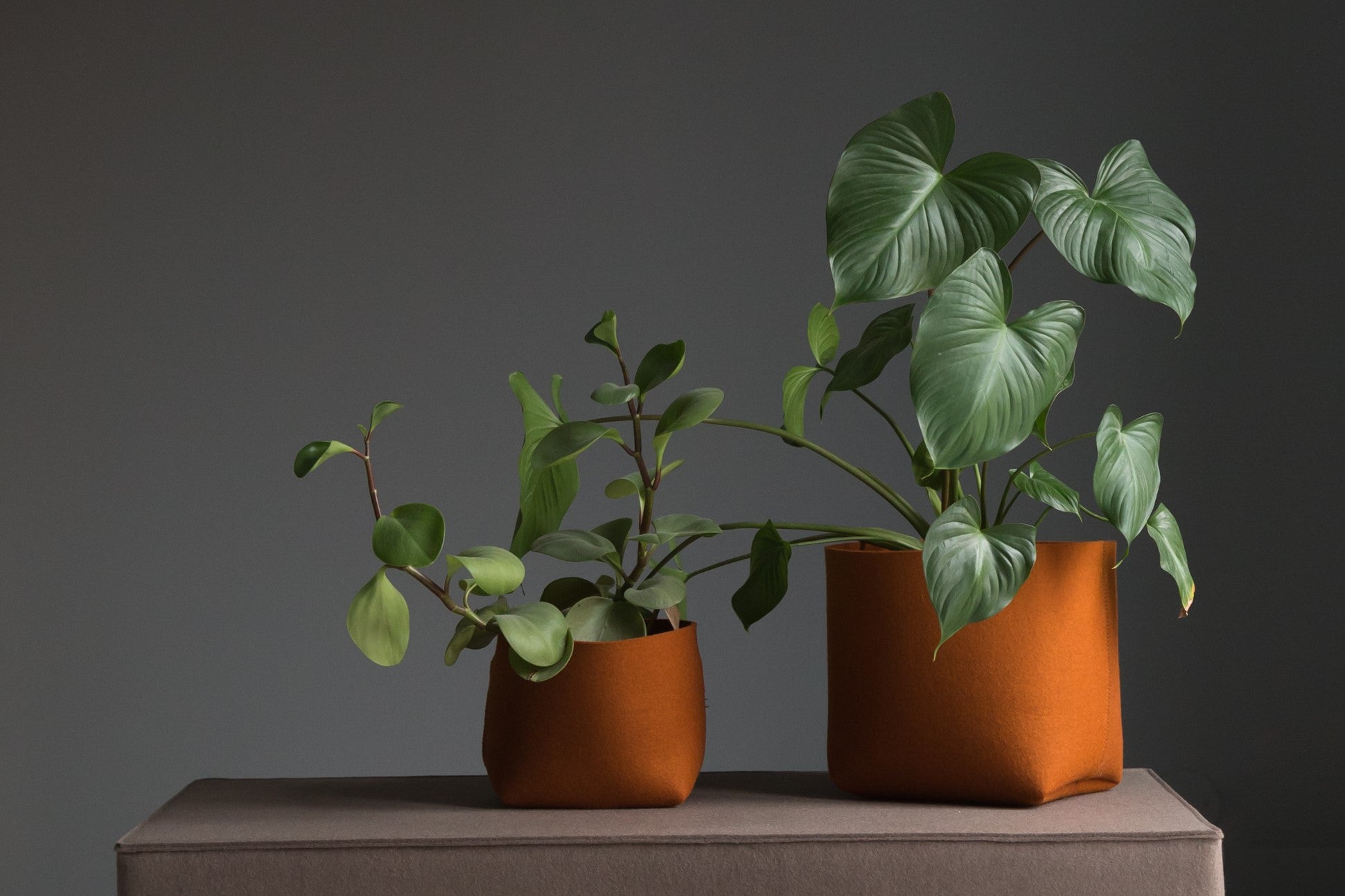 メリノウールの鉢カバーで観葉植物を愉しむ。